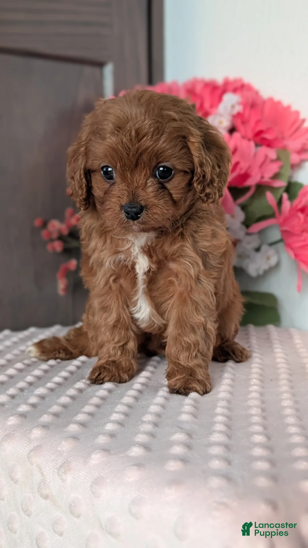 Cavapoo dogs for sale: Tessa - Ad 4