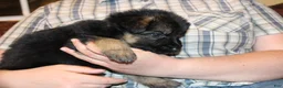 German Shepherd dogs for sale: Connie, light blue collar - Ad 5