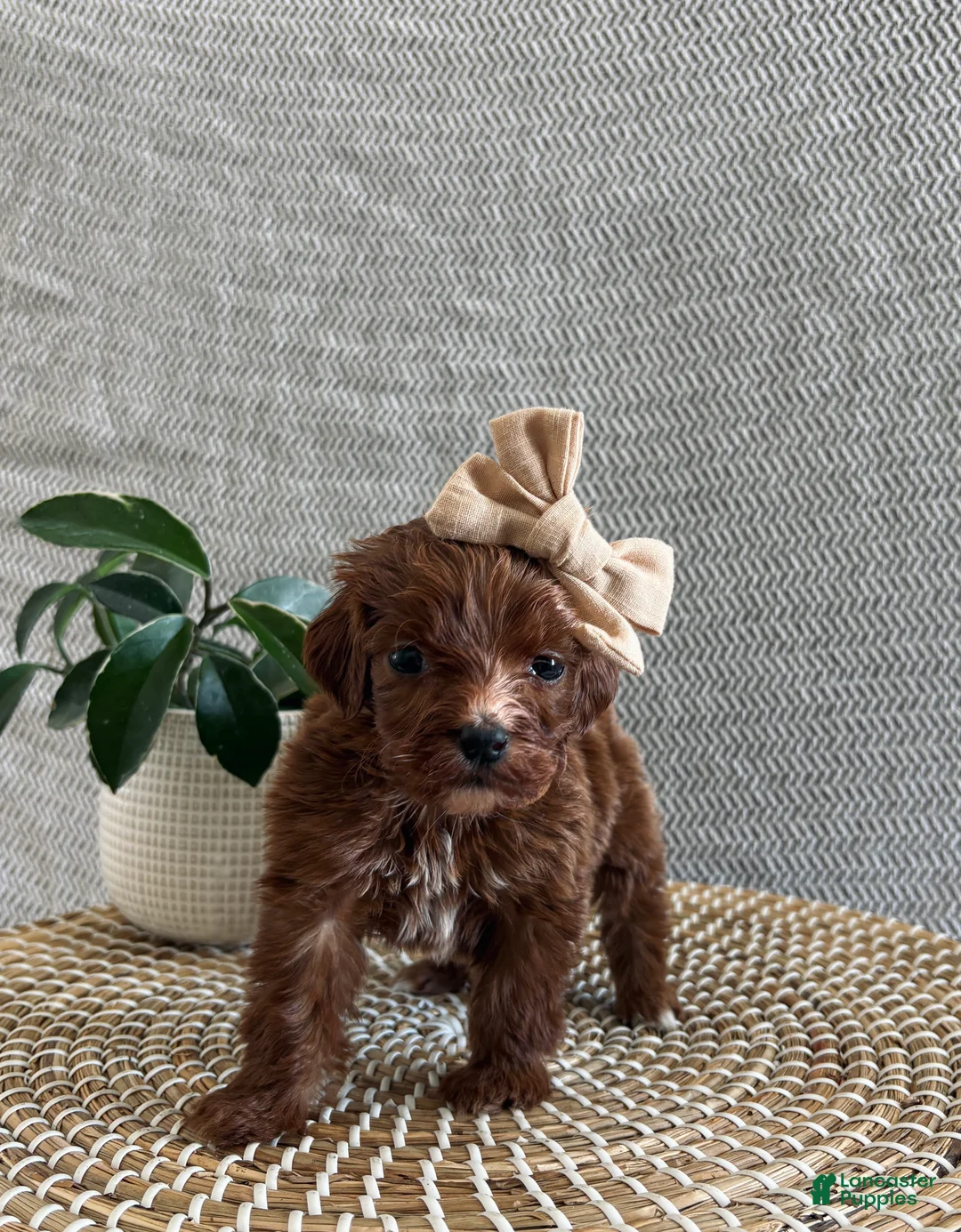 Irish Doodle dogs for sale: Paris - Ad 3