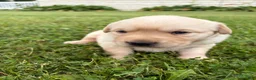 Labrador Retriever dogs for sale: Dolly - Ad 3
