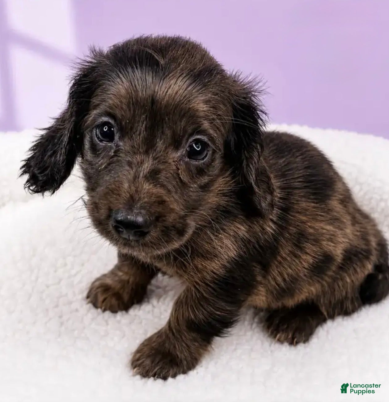 Miniature Dachshund dogs Jean - Ad 24