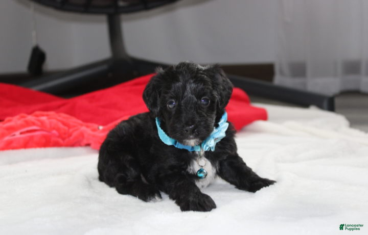 Yorkiepoo dogs Ranger  - Ad 1