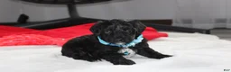 Yorkiepoo dogs for sale: Ranger  - Ad 1