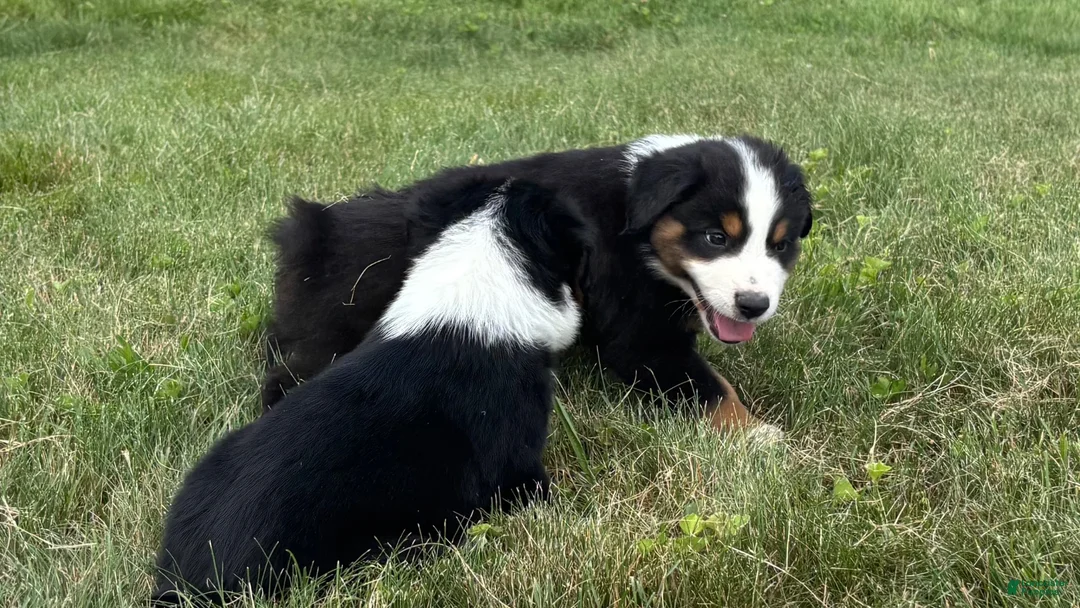 Miniature Australian Shepherd dogs for sale: Miniature Australian Shepherd Puppy 8 - Ad 2