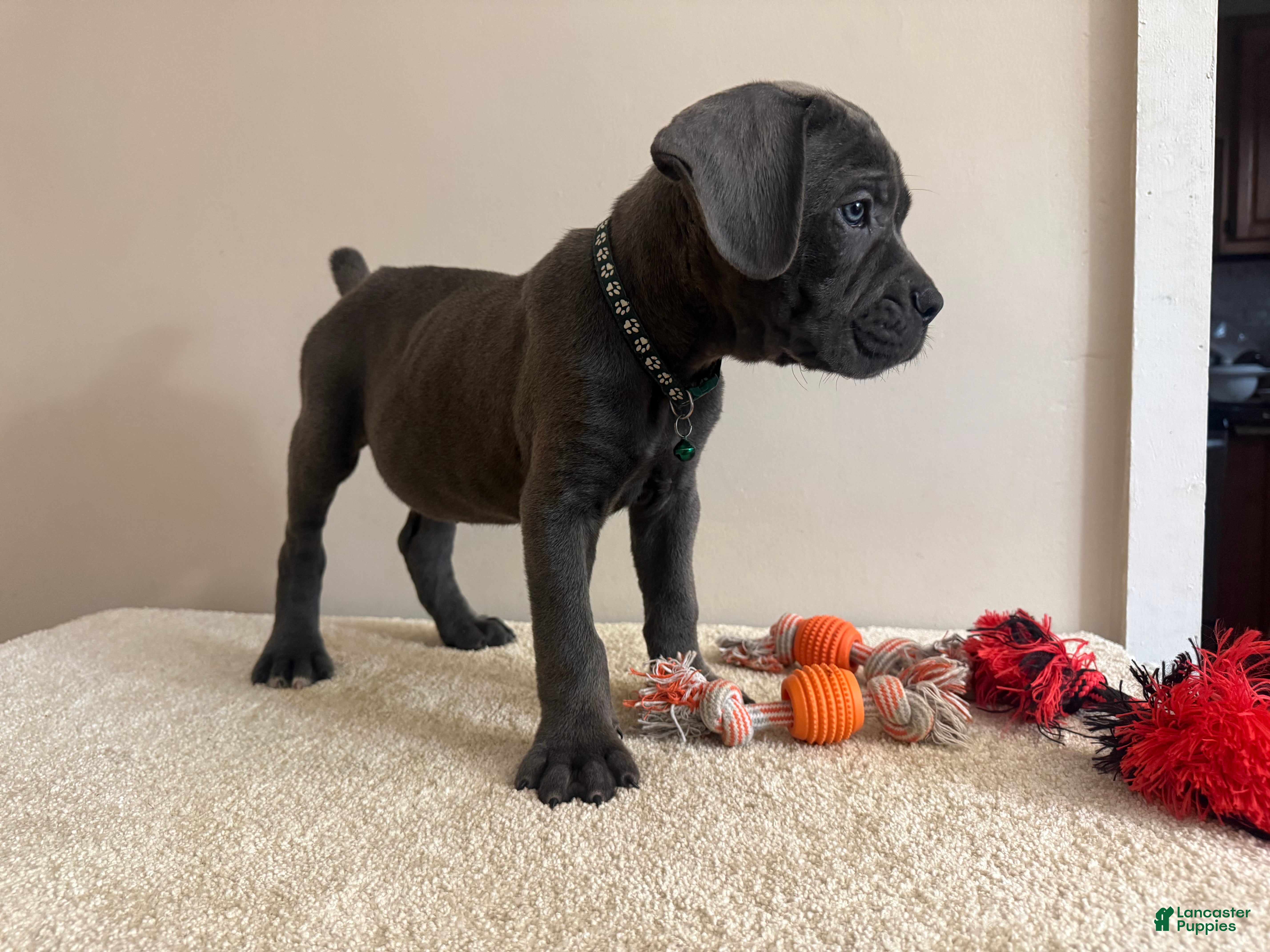 Cane Corso dogs Ghost  - Ad 2
