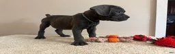 Cane Corso dogs for sale: Ghost  - Ad 2