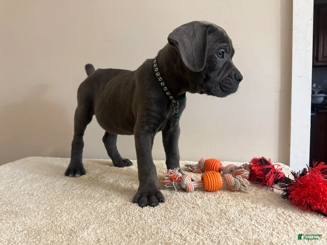 Cane Corso dogs for sale: Ghost  - Ad 2