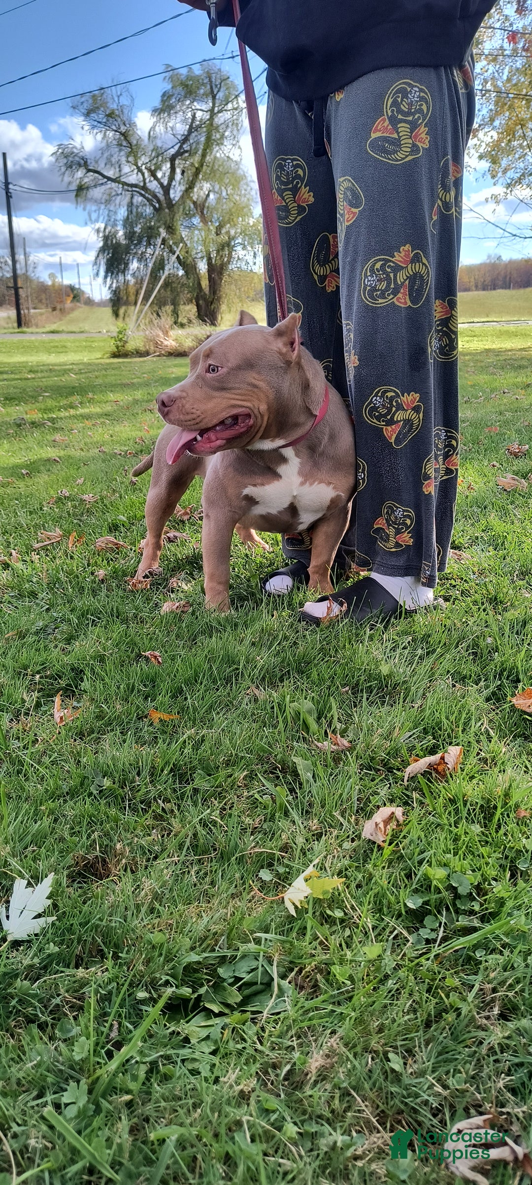 American Bully dogs for sale: American Bully Puppy 1 - Ad 2