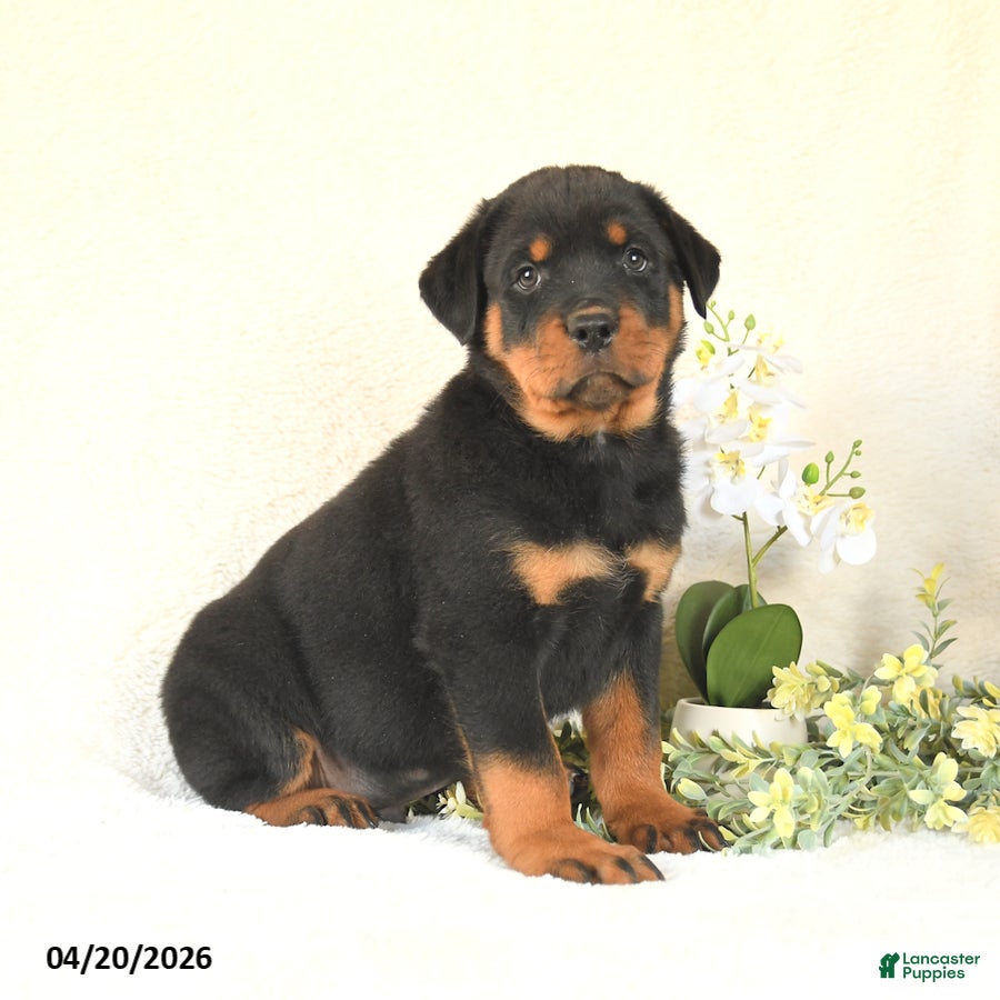 Rottweiler dogs Charlie - Ad 1