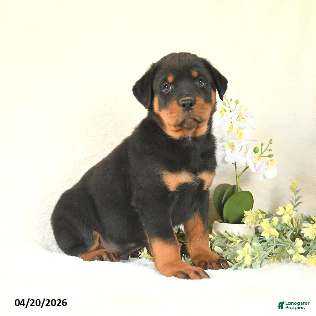 Rottweiler dogs for sale: Charlie - Ad 1