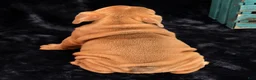English Bulldog dogs for sale: Scotty - Ad 9