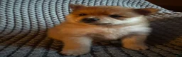 Pomeranian dogs for sale: Jasmine - Ad 3