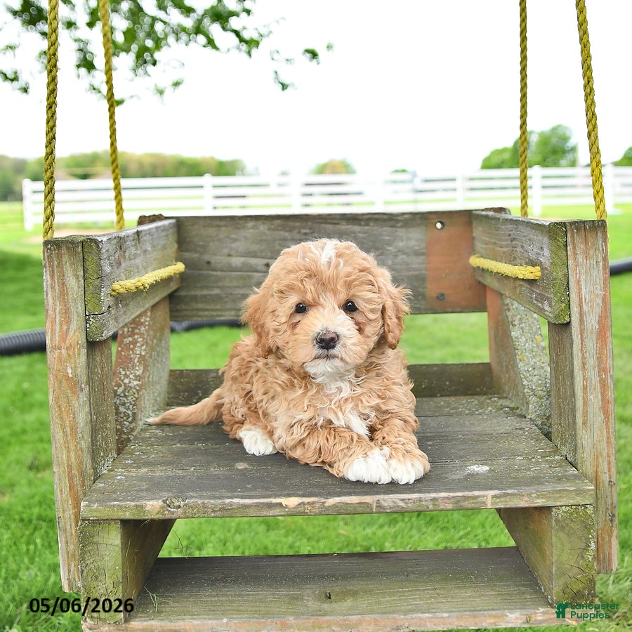 Mixed Breed dogs Rover - Ad 2