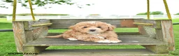 Mixed Breed dogs for sale: Rover - Ad 2