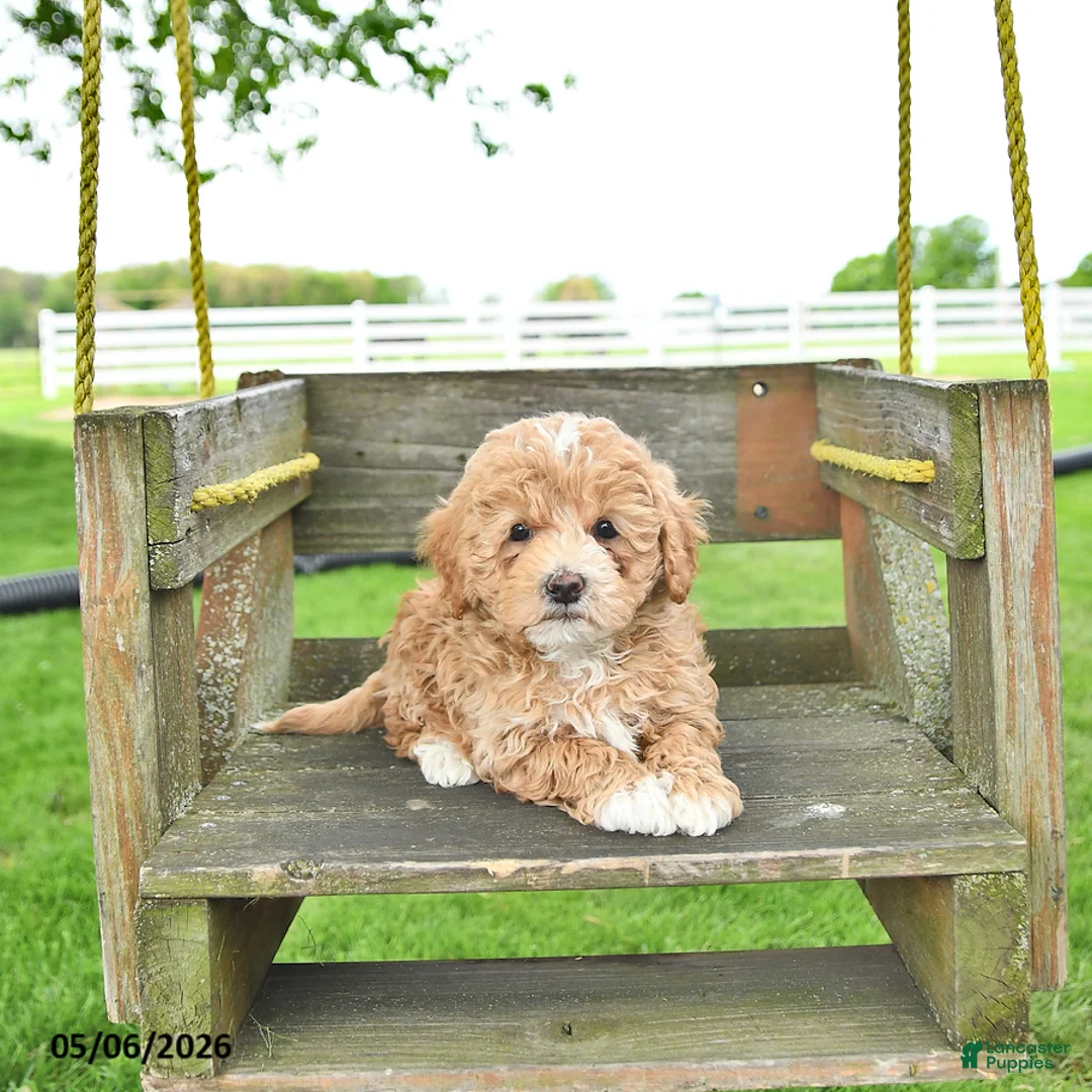 Mixed Breed dogs for sale: Rover - Ad 2