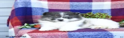 Pomeranian dogs for sale: Fiddle - Ad 4