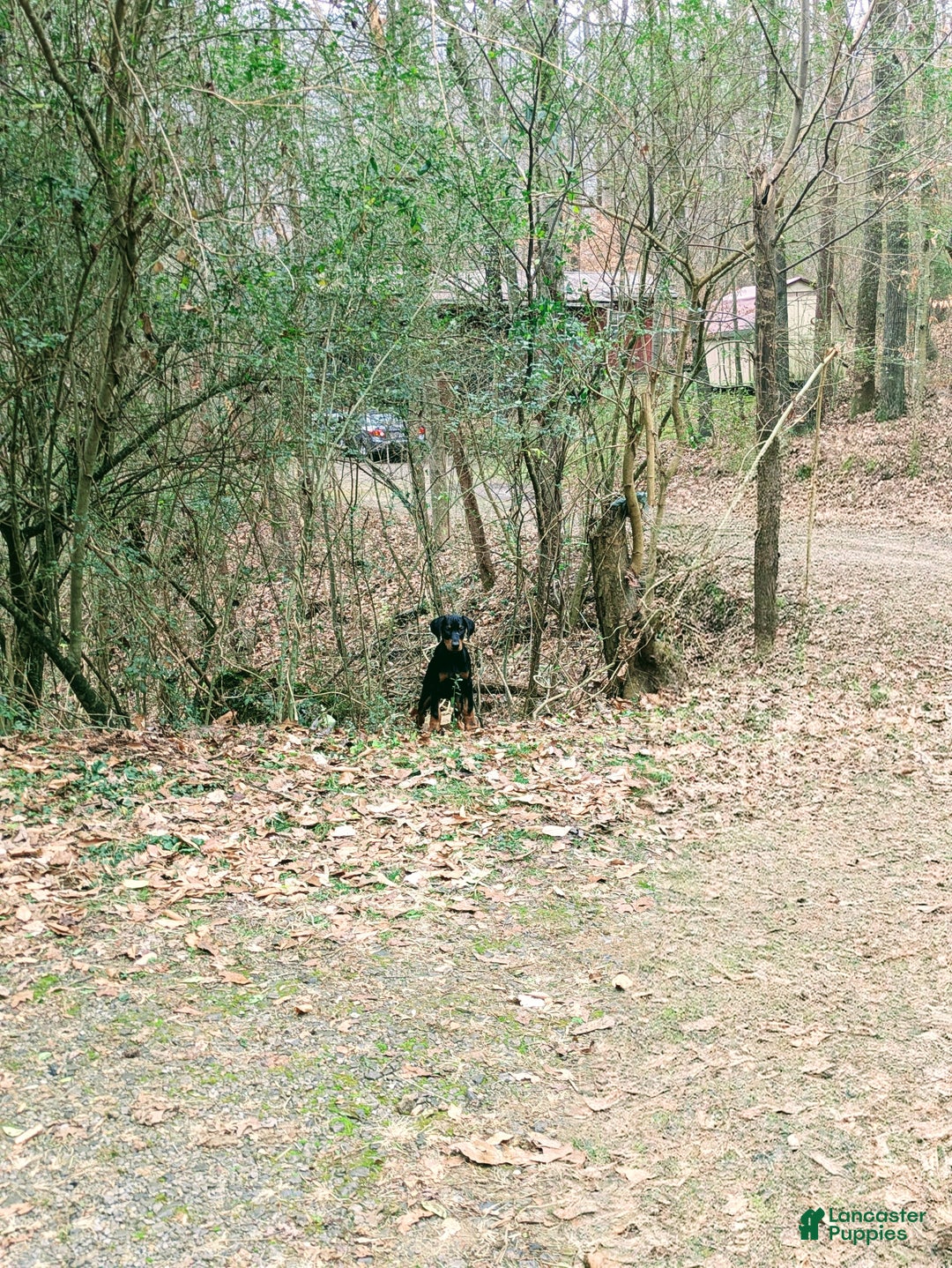 Doberman Pinscher dogs for sale: Doberman Pinscher Puppy 9 - Ad 3