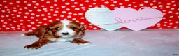 Cavalier King Charles Spaniel dogs for sale: Lexy - Ad 6