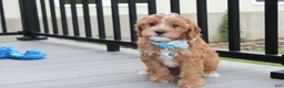 Cockapoo dogs for sale: Freddy  - Ad 11