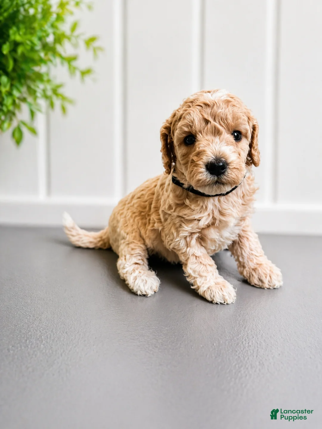 Mini Goldendoodle dogs for sale: Megan Moroney - Ad 1