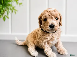 Mini Goldendoodle dogs for sale: Megan Moroney - Ad 3