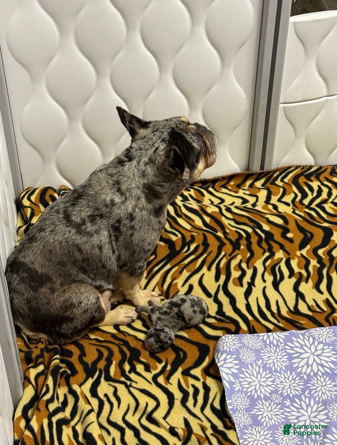 French Bulldog dogs for sale: Petey - Ad 14