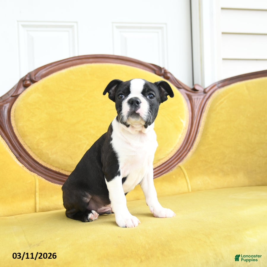 Boston Terrier dogs Roscoe - Ad 1