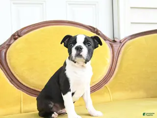 Boston Terrier dogs for sale: Roscoe - Ad 2
