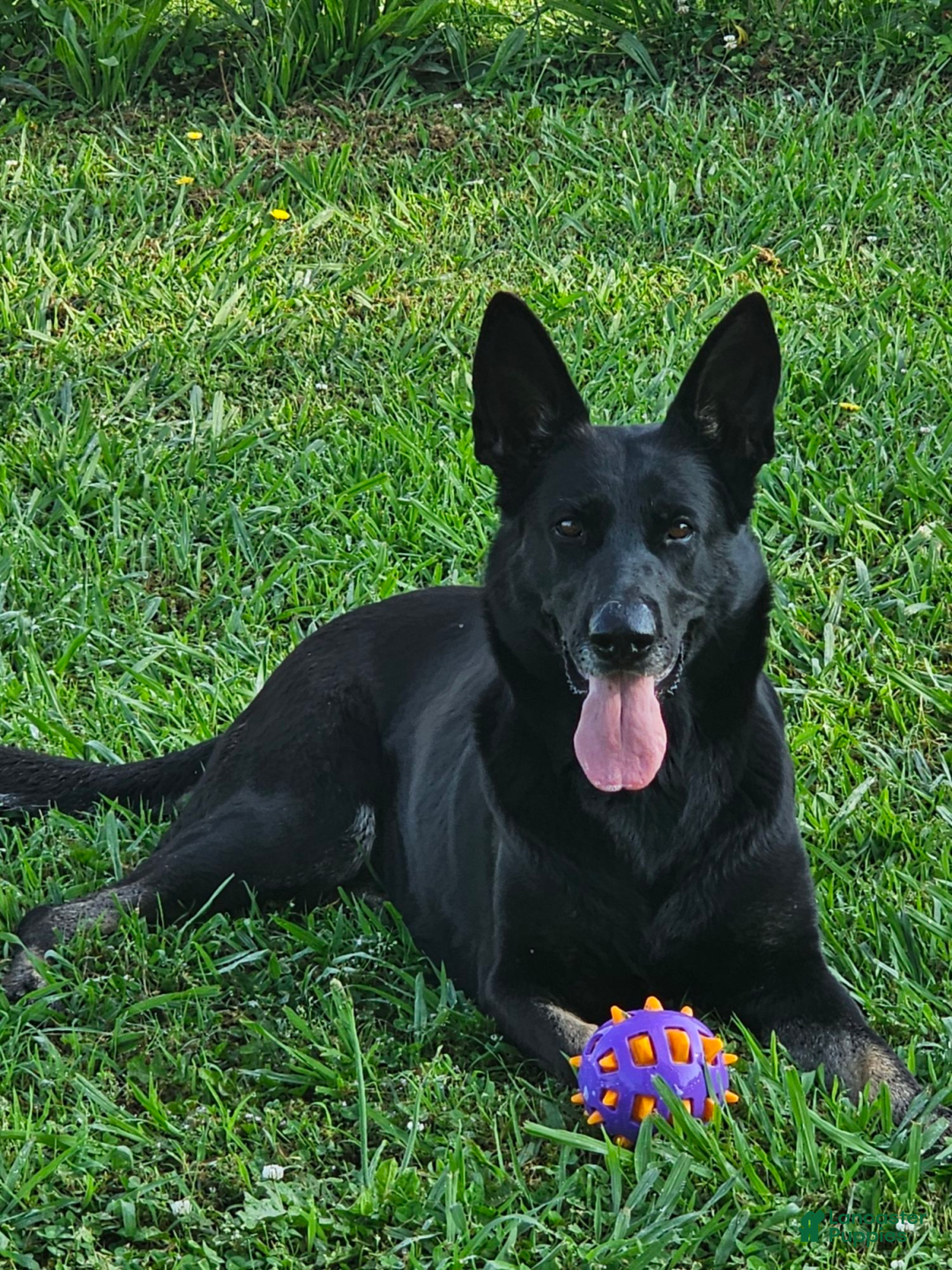 Gallery Image {{count}}