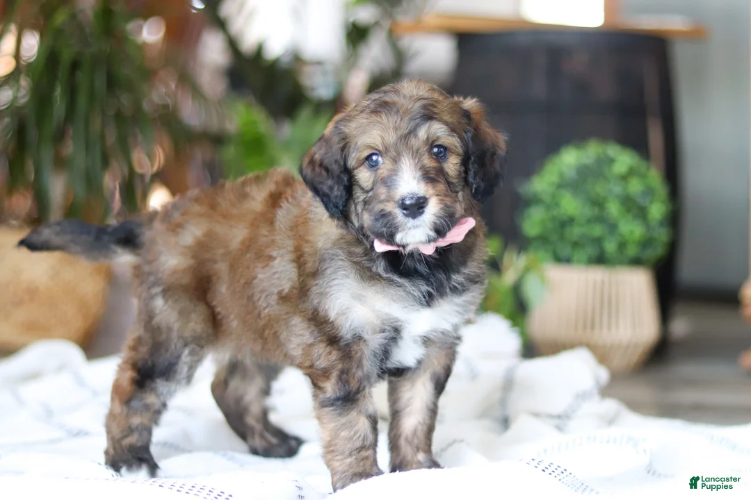 Bernedoodle dogs for sale: Charm - Ad 4