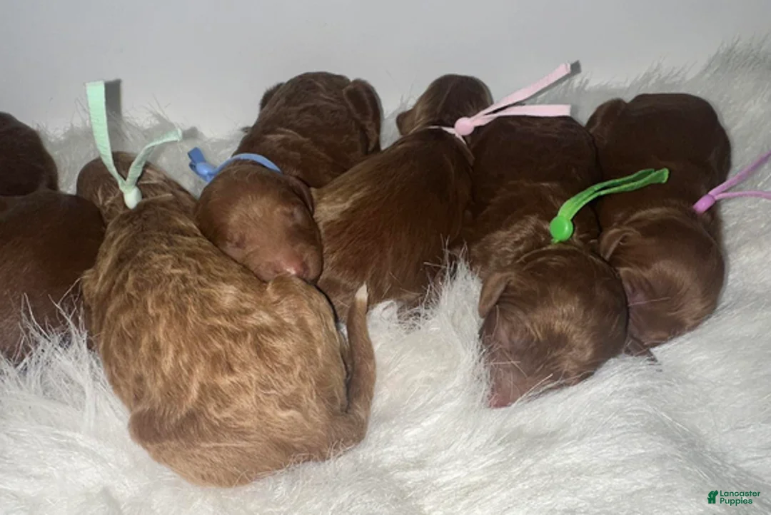 Goldendoodle dogs for sale: Girl 5 - Ad 4