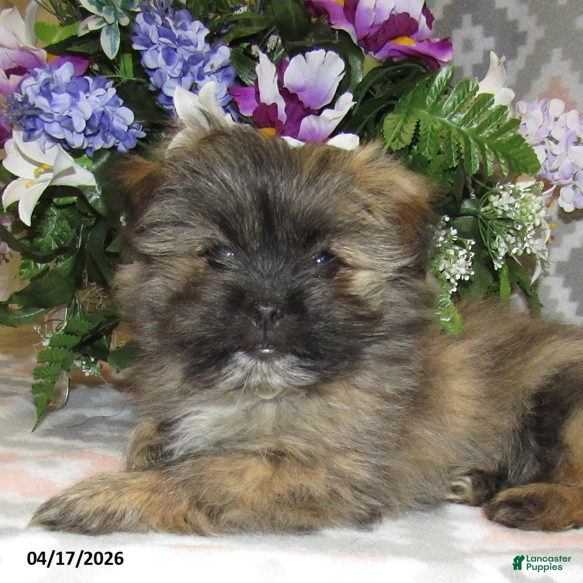 Mixed Breed dogs Everett - Ad 2