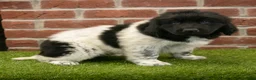Newfoundland dogs for sale: Max - Ad 3