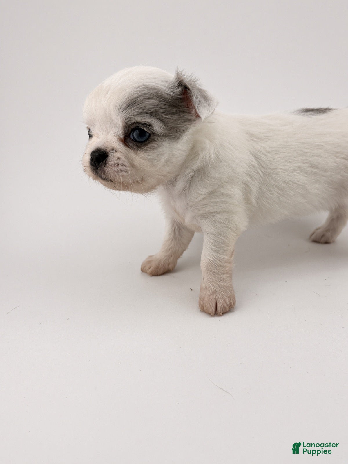 Chihuahua dogs Chihuahua 3 - Ad 1