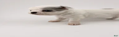 Chihuahua 3