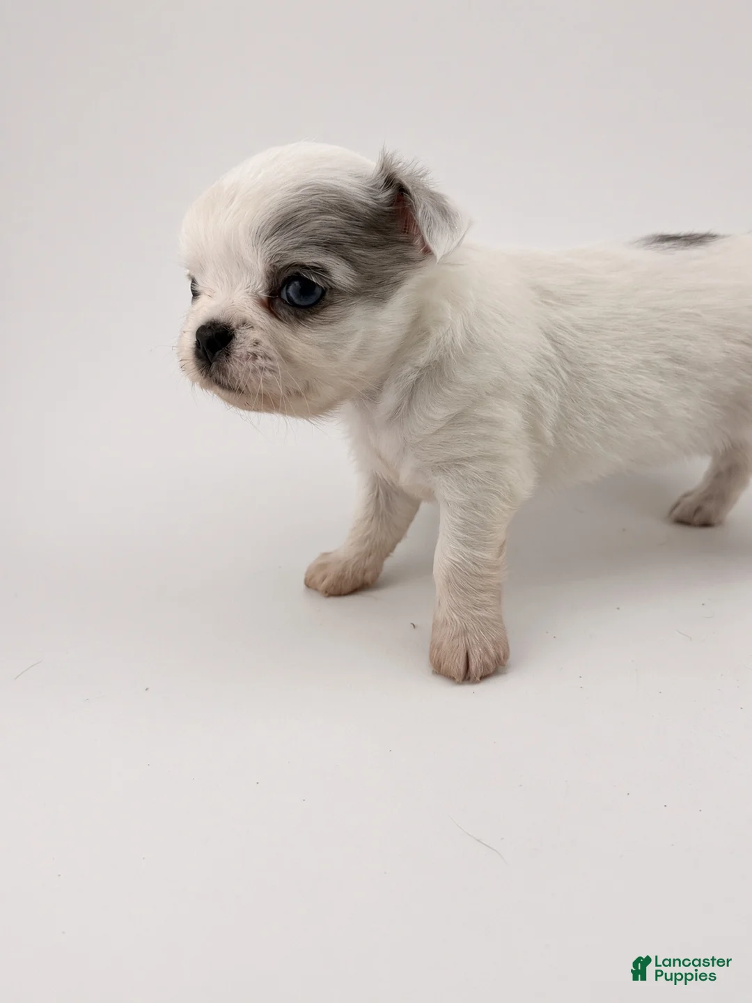 Chihuahua dogs for sale: Chihuahua 3 - Ad 1
