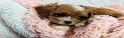 Cavapoo dogs for sale: Caramel 🎀 - Ad 3