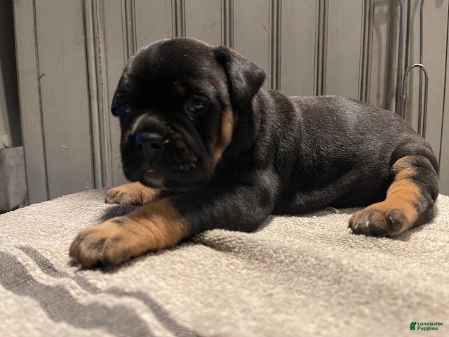 English Bulldog dogs English Bulldog 3 - Ad 9