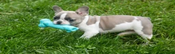 French Bulldog dogs for sale: Ava Belle (Lilac Fawn & White) - Ad 2