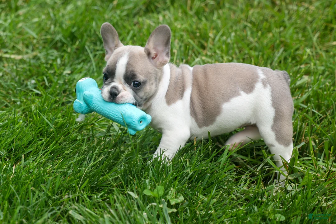 French Bulldog dogs for sale: Ava Belle (Lilac Fawn & White) - Ad 2