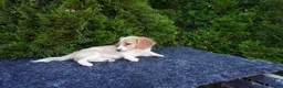 Miniature Dachshund dogs for sale: Brian - Ad 6