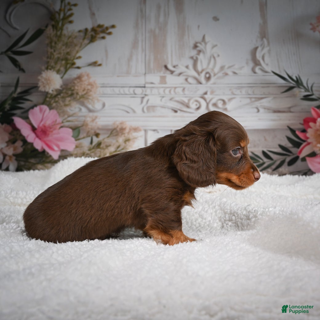 Miniature Dachshund dogs for sale: AKC-Bubba - Ad 4
