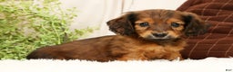 Miniature Dachshund dogs for sale: Teddy - Ad 5