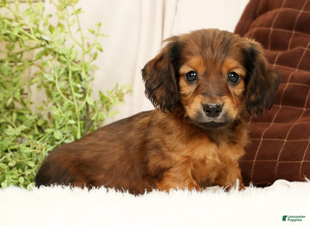 Miniature Dachshund dogs for sale: Teddy - Ad 5