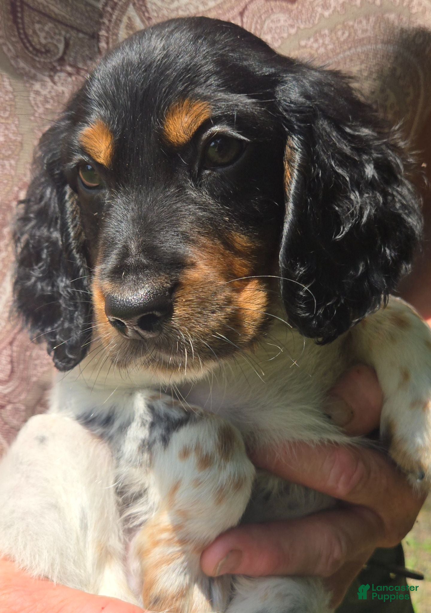 English Setter dogs English Setter 8 - Ad 5