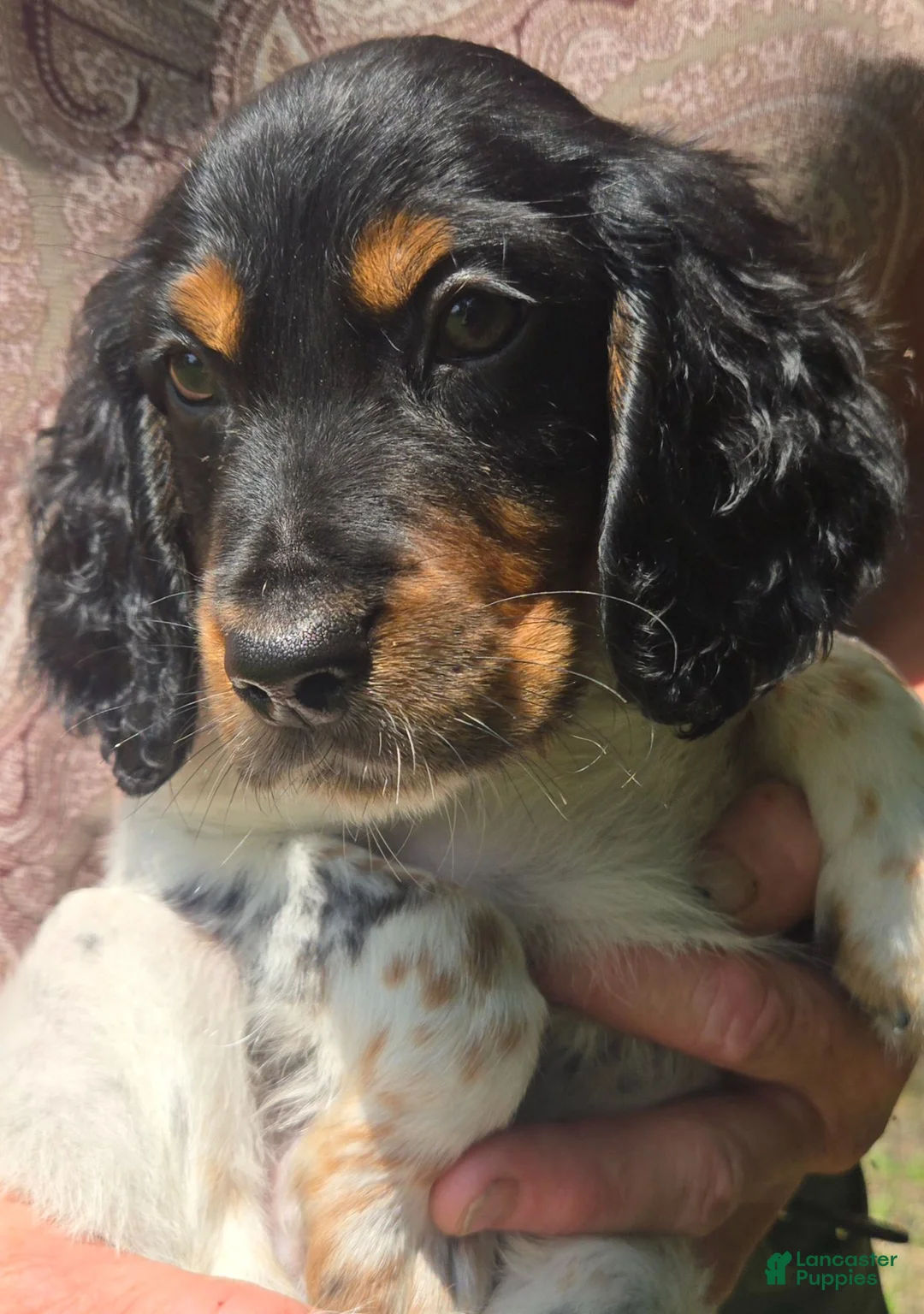English Setter dogs for sale: English Setter 8 - Ad 1