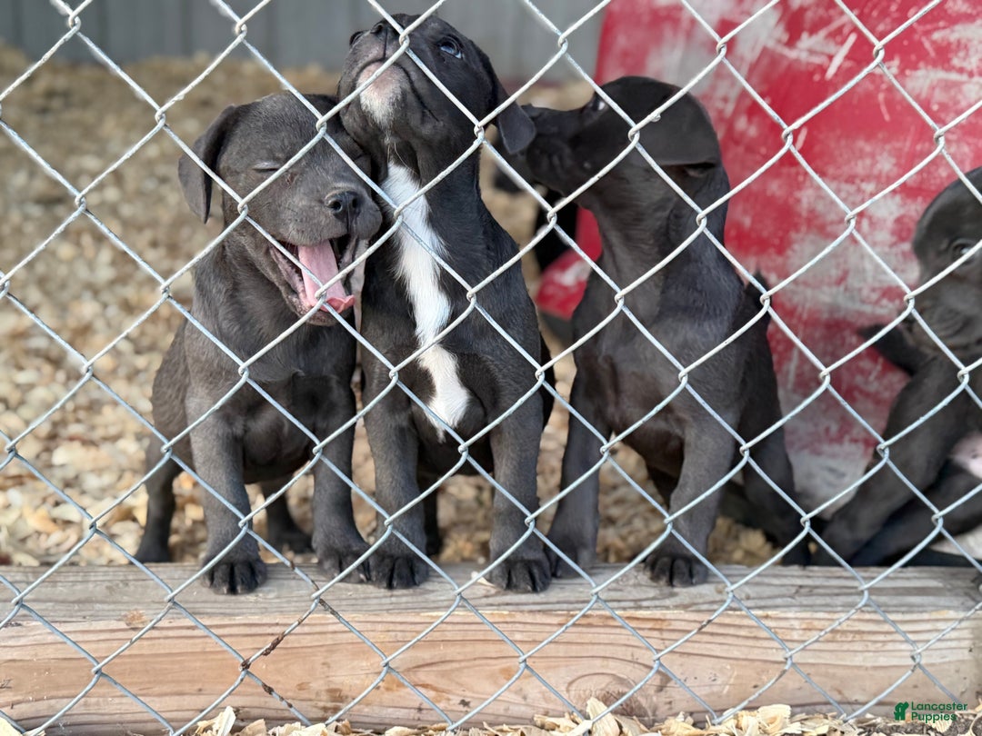 Mixed Breed dogs for sale: Bakunin (Kuni) - Ad 4