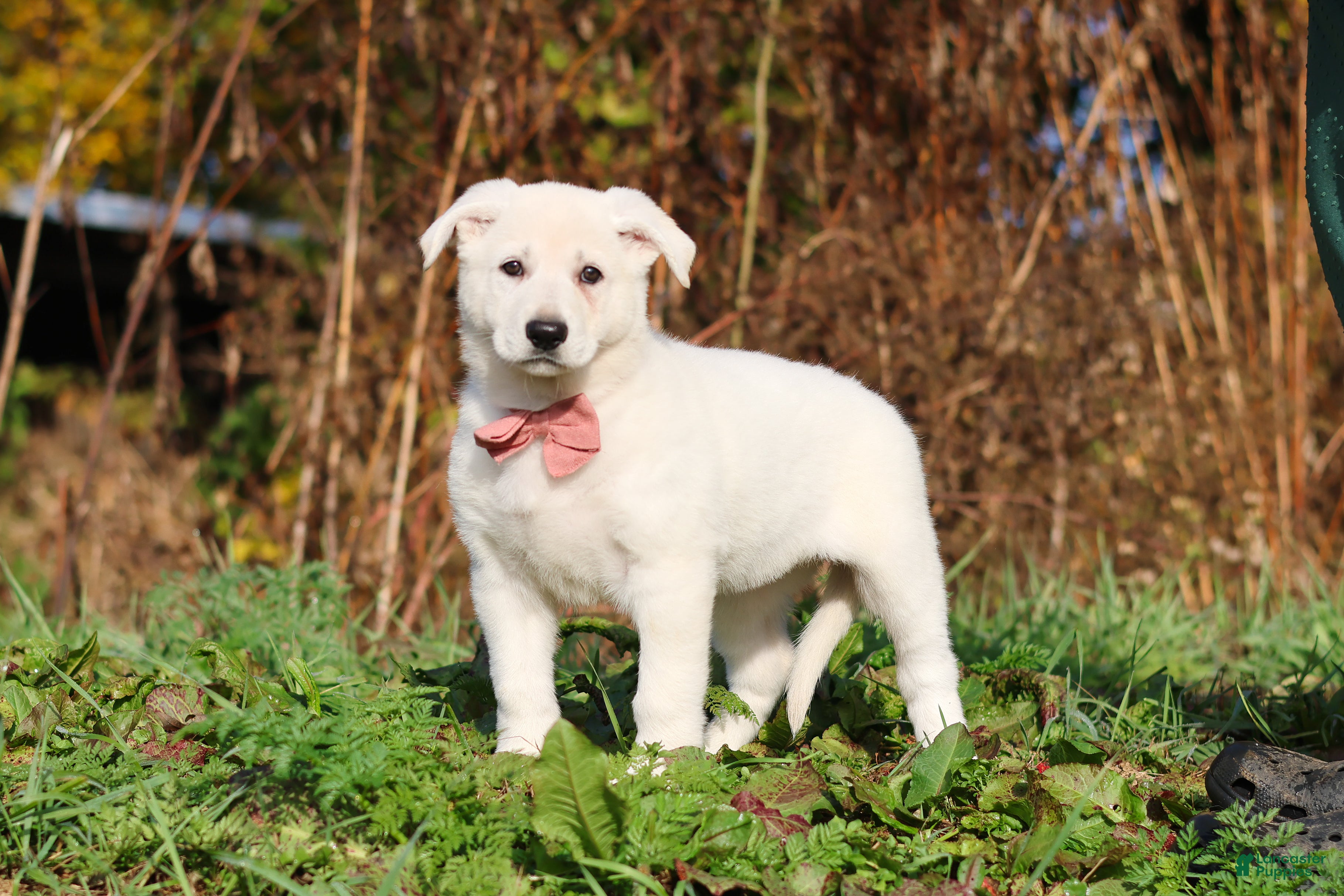 German Shepherd dogs for sale: Alice - Ad 2