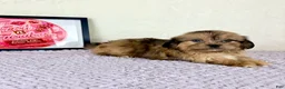 Shihpoo dogs for sale: Damian - Ad 5