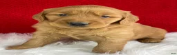 Golden Retriever dogs for sale: Lily - Ad 6
